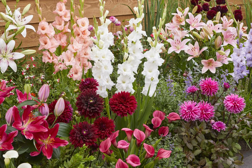 20 Freesias simples en mélange - Image 2
