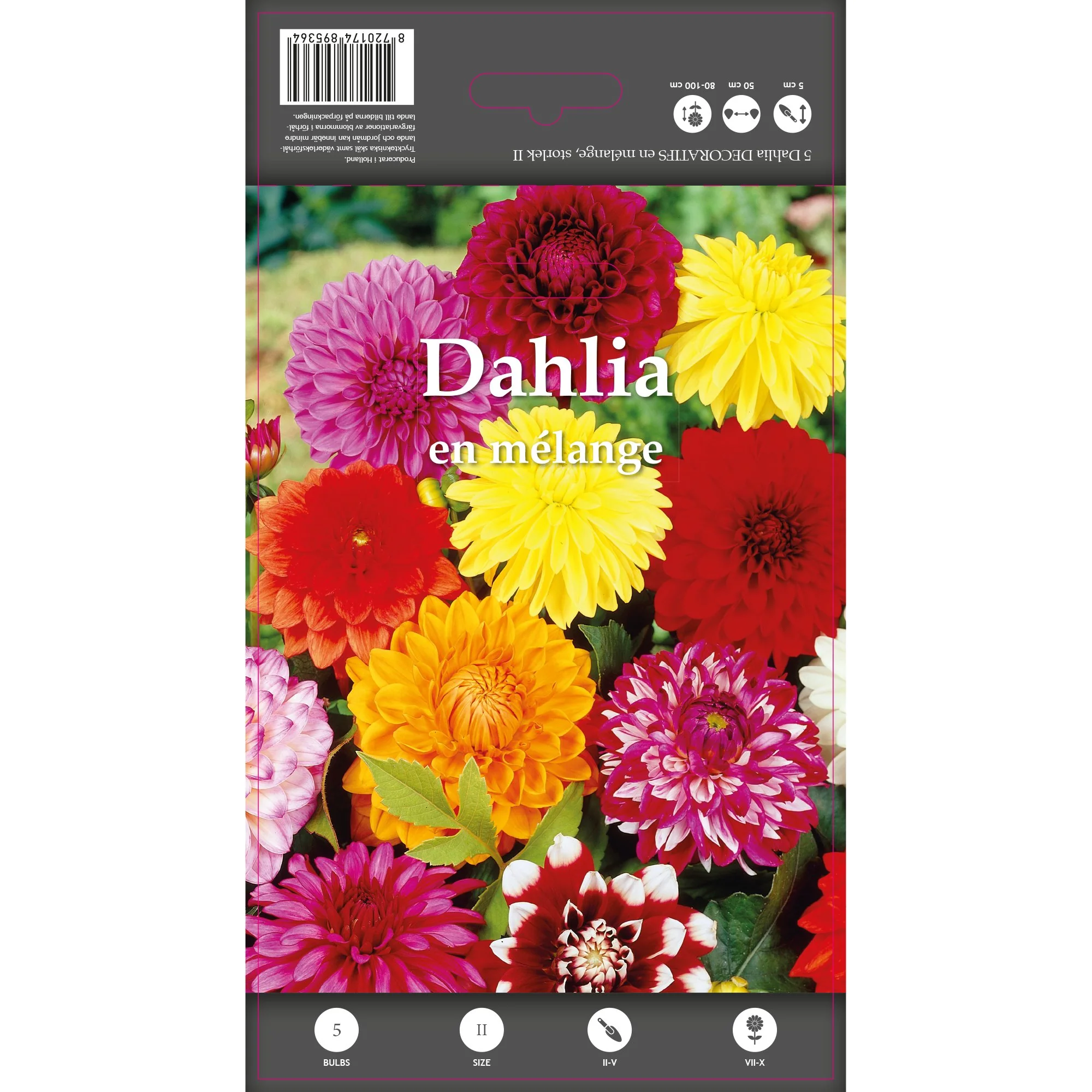 5 Dahlias décoratifs en mélange